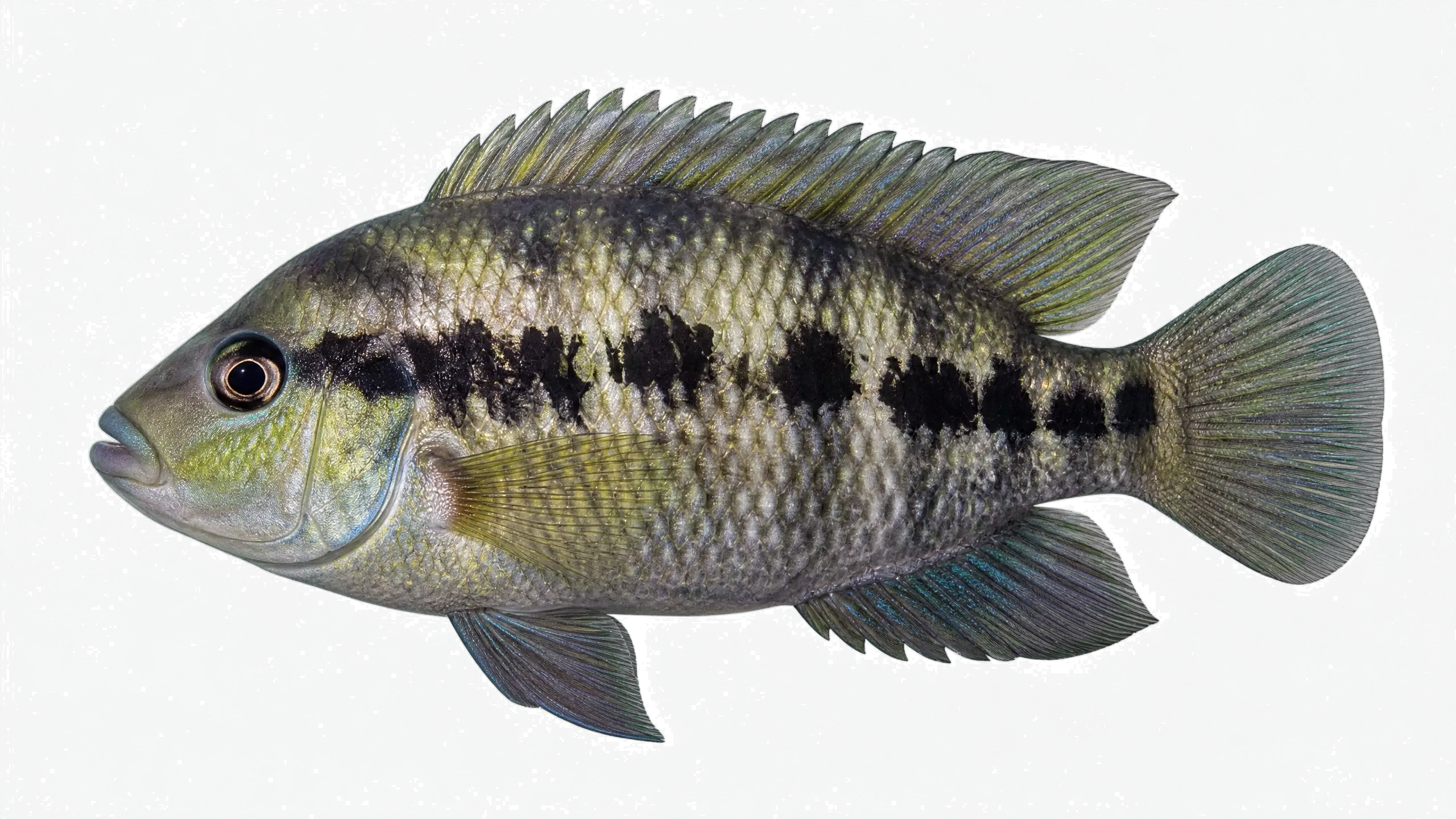 Brown coscarob (Cichlasoma taenia) specimen