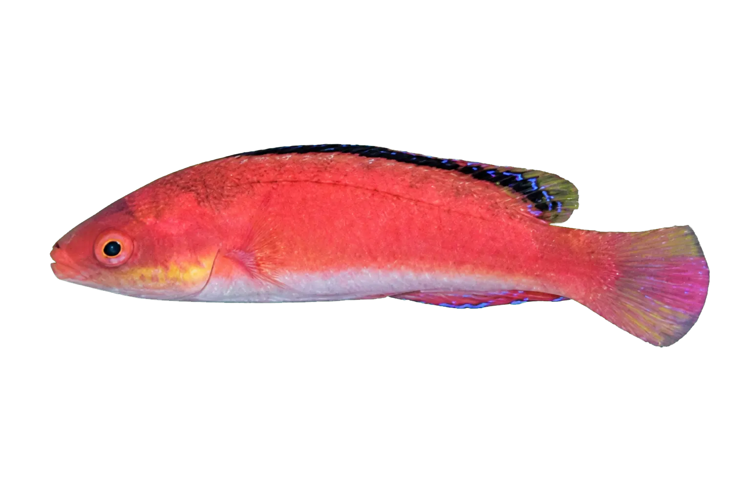 Conde's wrasse (Cirrhilabrus condei) specimen