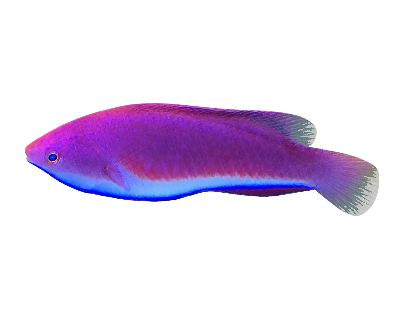 Blue-throated fairy-wrasse (Cirrhilabrus cyanogularis) specimen