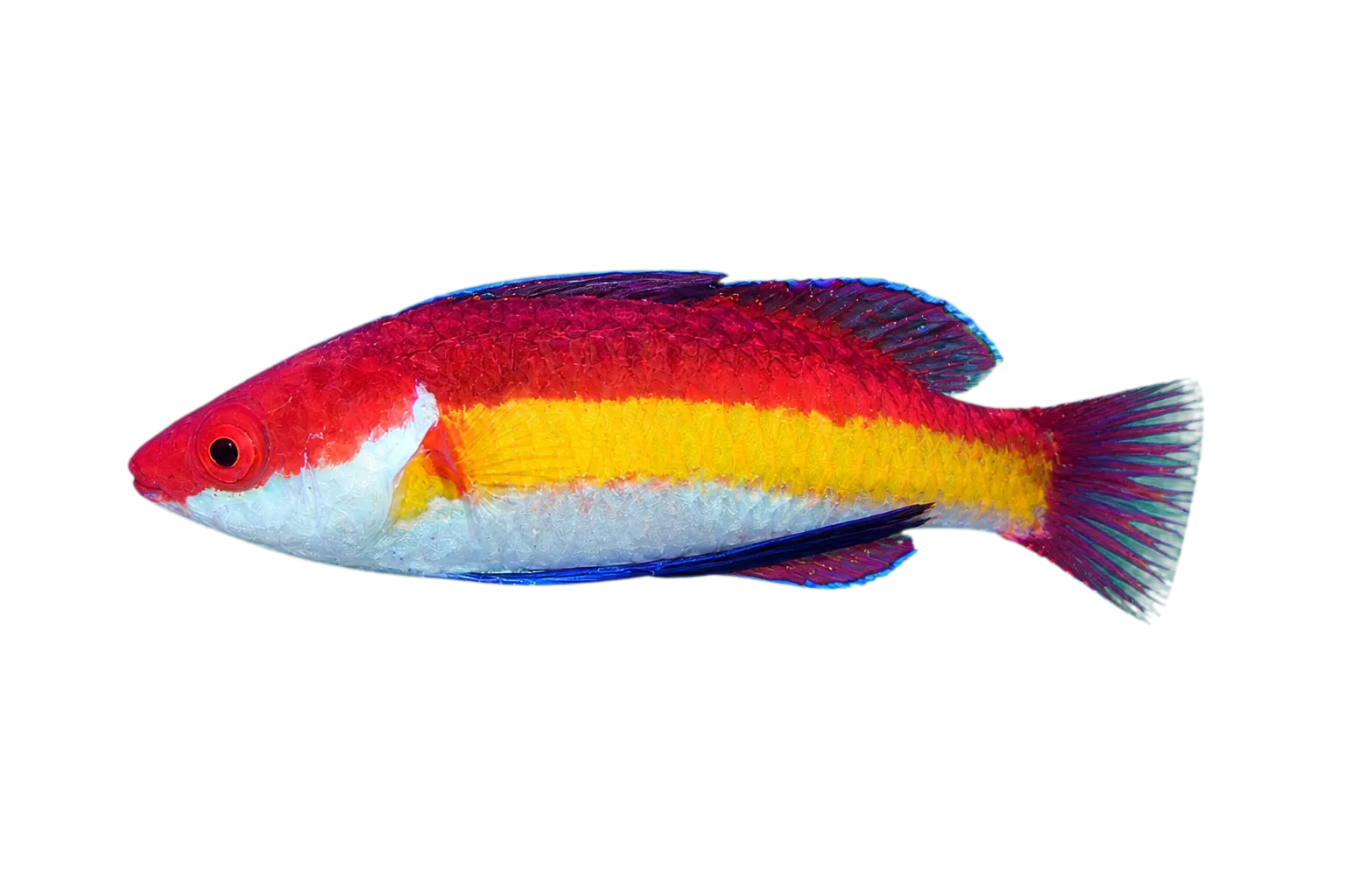 Naoko's Fairy Wrasse (Cirrhilabrus naokoae) specimen