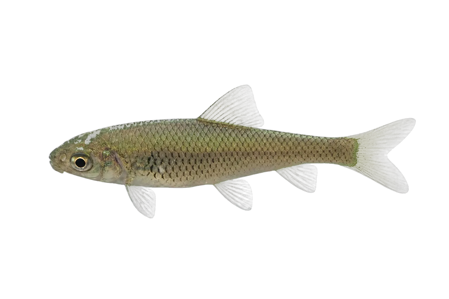 mud carp (Cirrhinus molitorella) specimen