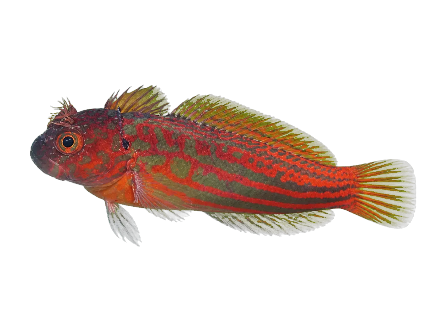 Cirripectes kuwamurai (Cirripectes kuwamurai) specimen