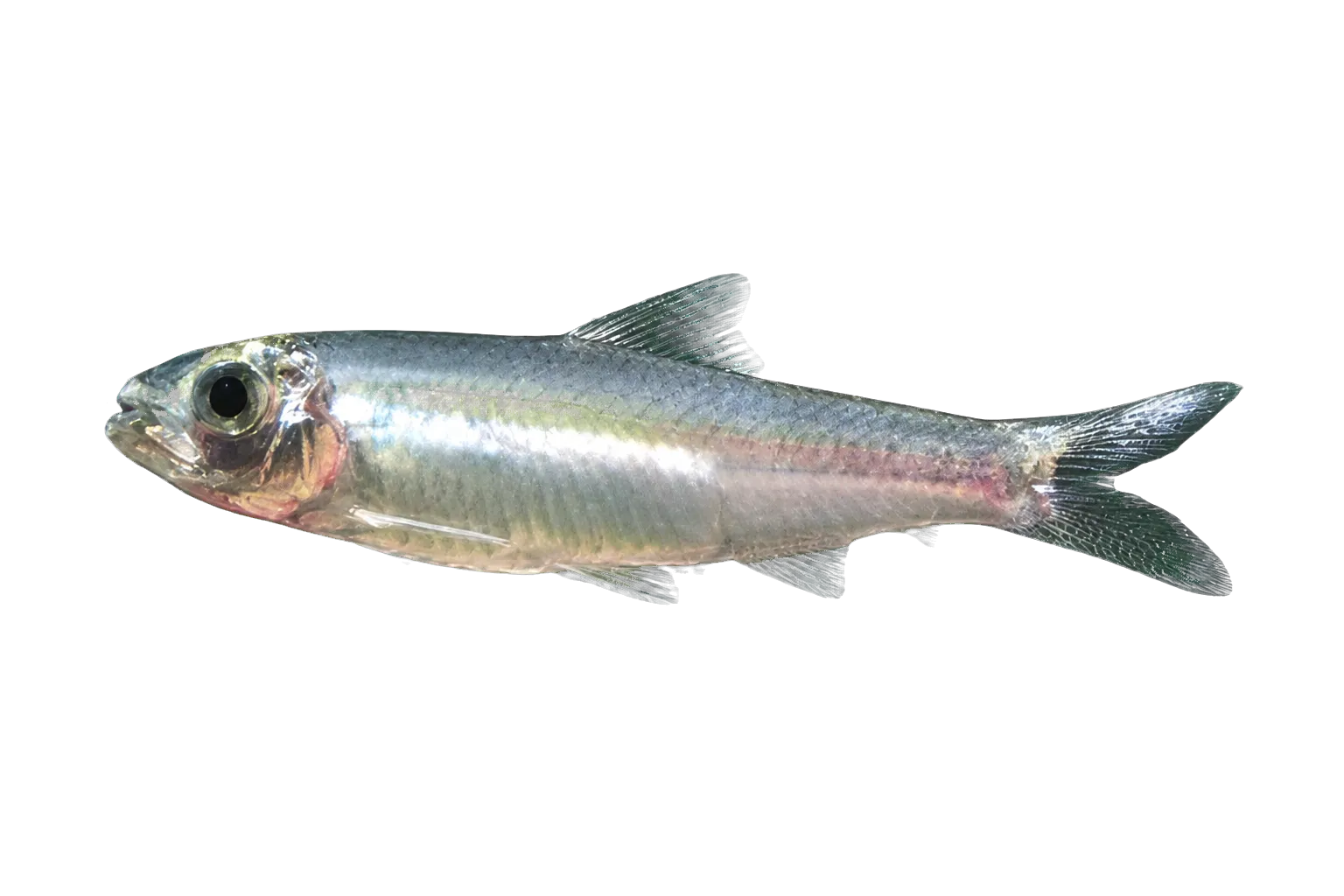 縱紋鋸齒鯡（Clupeichthys goniognathus）标本