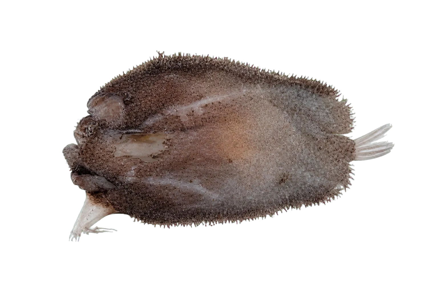 Coelophrys brevicaudata (Coelophrys brevicaudata) specimen