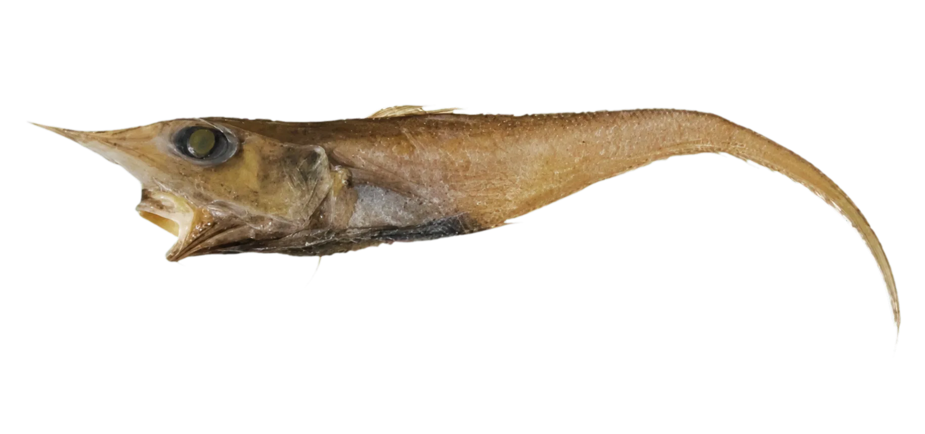 Javelin whiptail (Coelorinchus gaesorhynchus) specimen