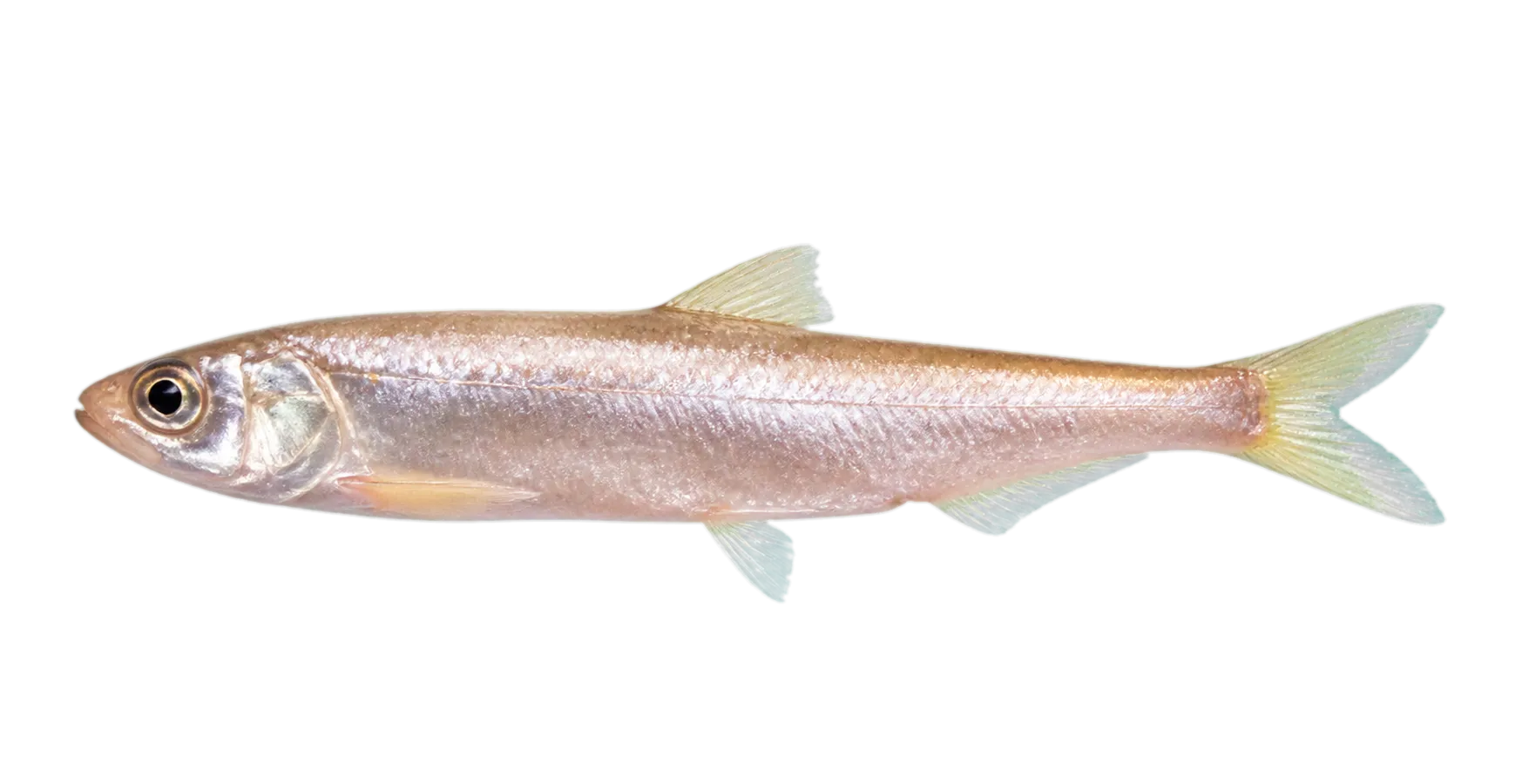 凤鲚（Coilia mystus）标本