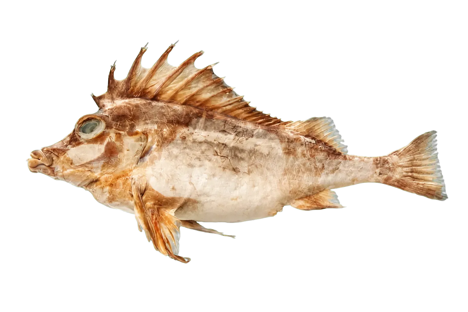 Deepsea pigfish (Congiopodus coriaceus) specimen