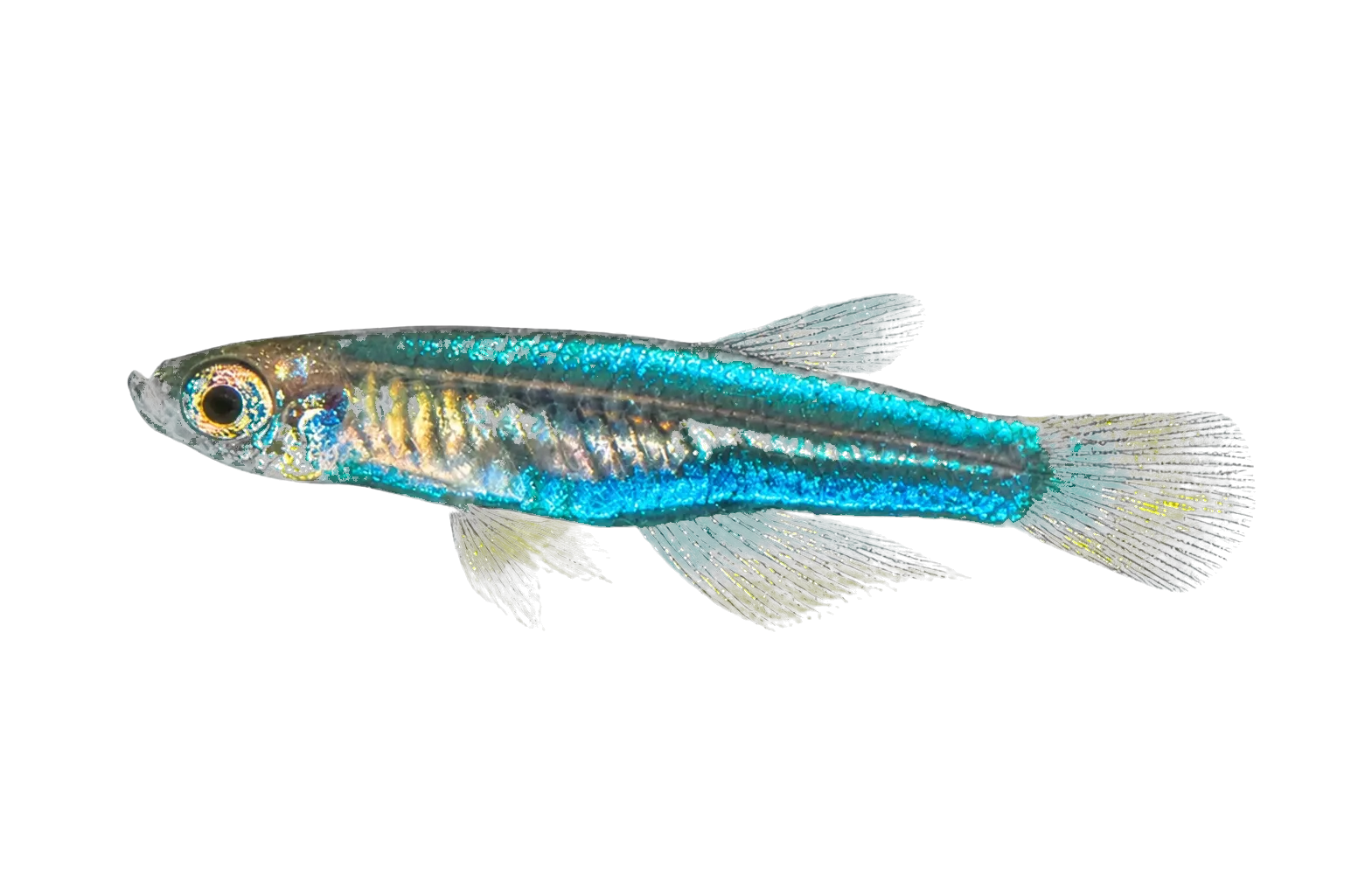 Hummingbird lampeye (Congopanchax myersi) specimen