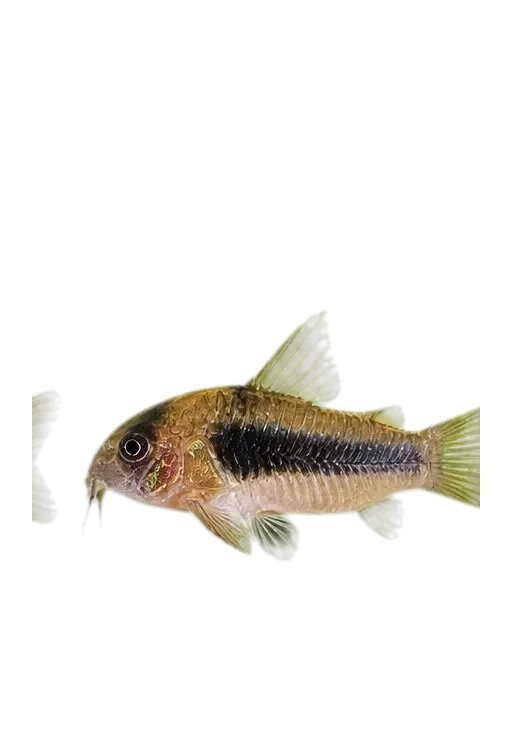 Stripy cory (Corydoras vittatus) specimen