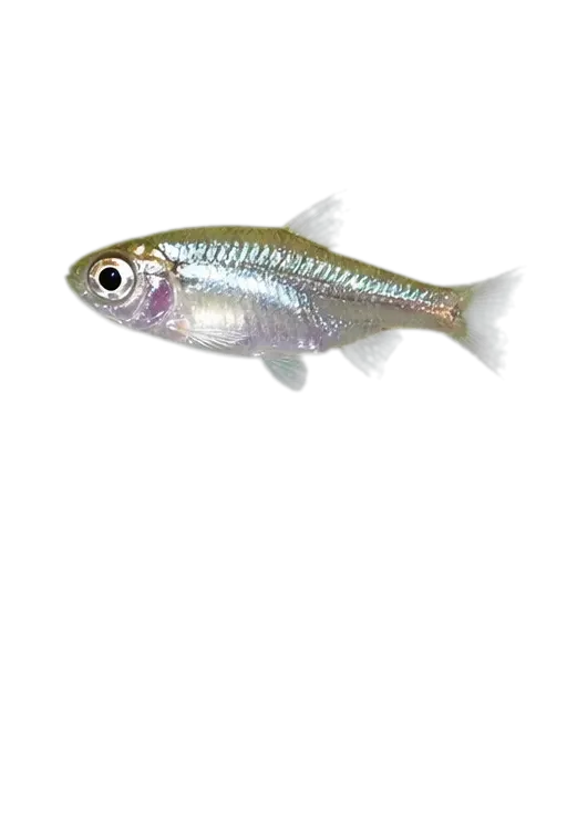Black band catfish (Corydoras zygatus) specimen
