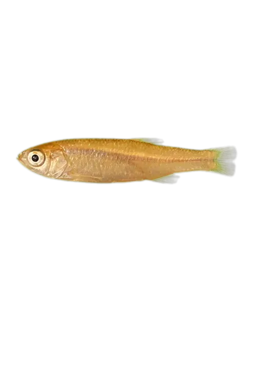 Unspecked hardyhead (Craterocephalus fulvus) specimen