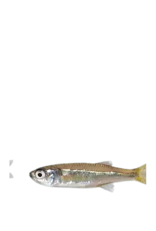 Marjorie's hardyhead (Craterocephalus marjoriae) specimen
