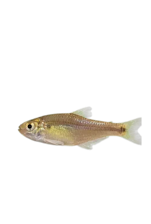 Creagrutus amoenus (Creagrutus amoenus) specimen