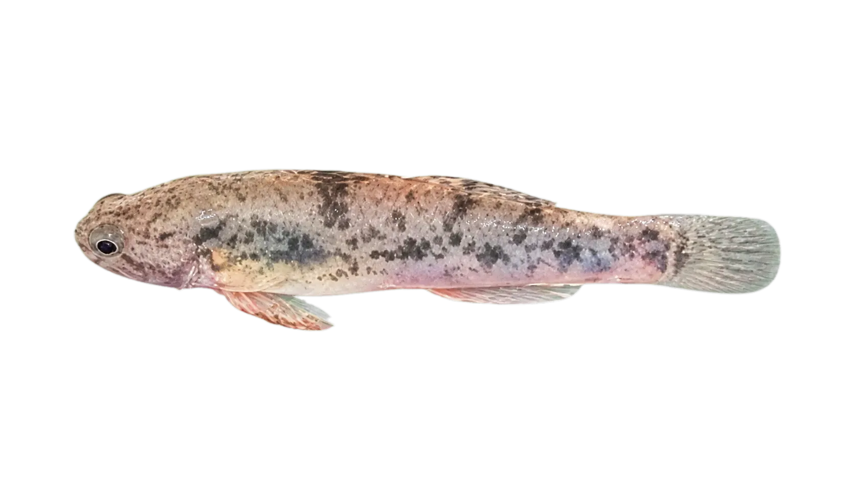slashcheek goby (Ctenogobius pseudofasciatus) specimen