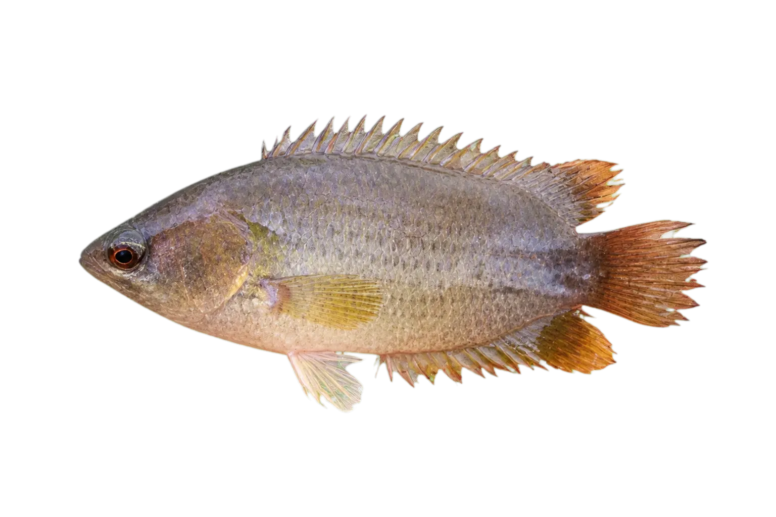 Petherich's Ctenopoma (Ctenopoma petherici) specimen