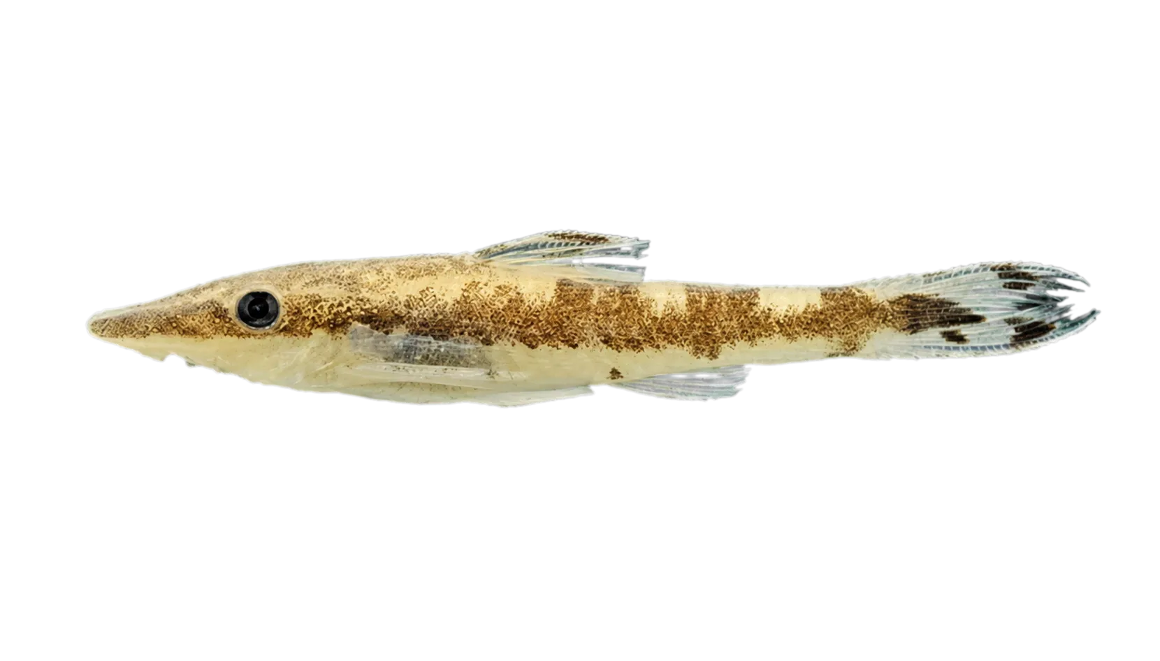 Curculionichthys scaius (Curculionichthys scaius) specimen