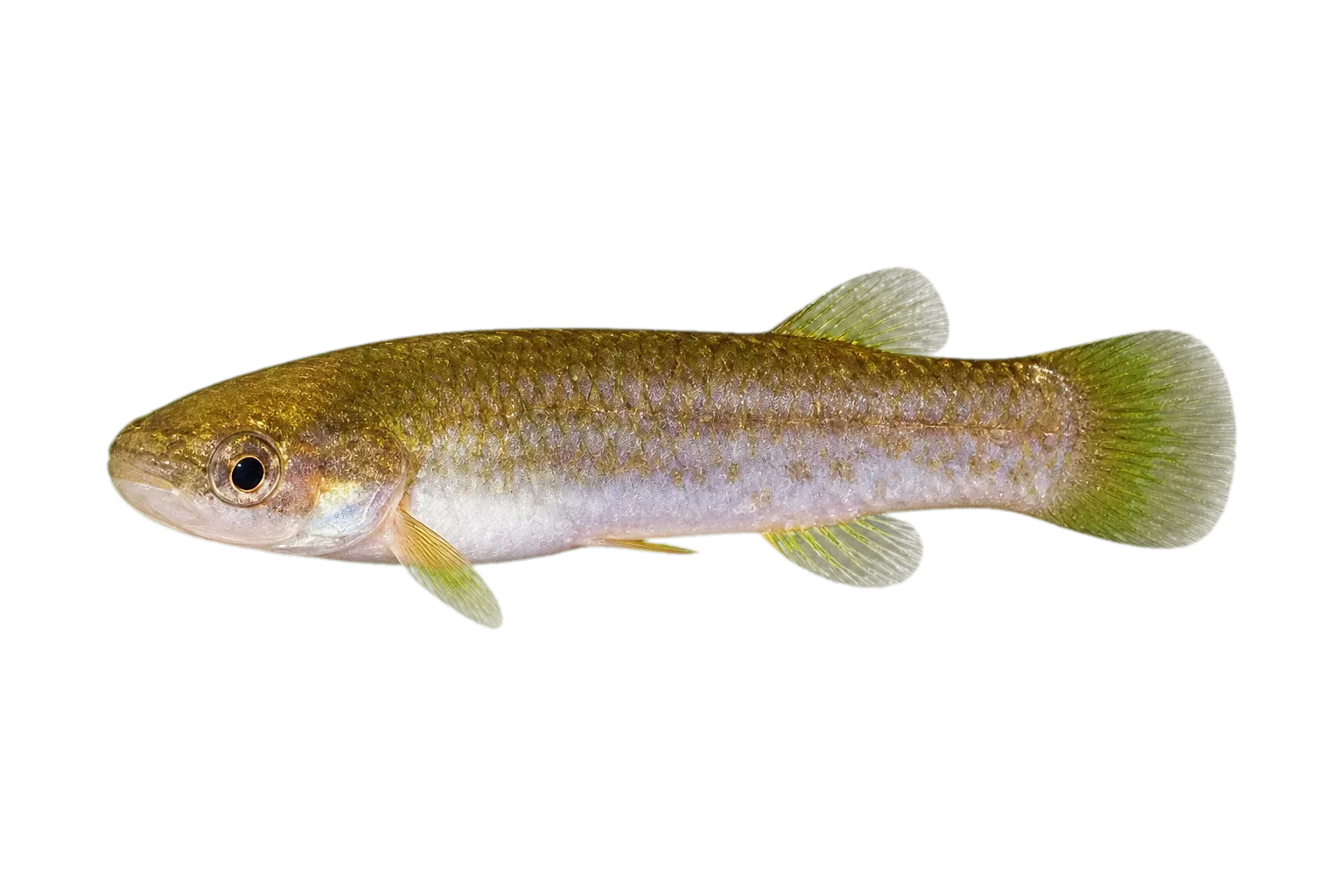 Cynodonichthys brunneus (Cynodonichthys brunneus) specimen