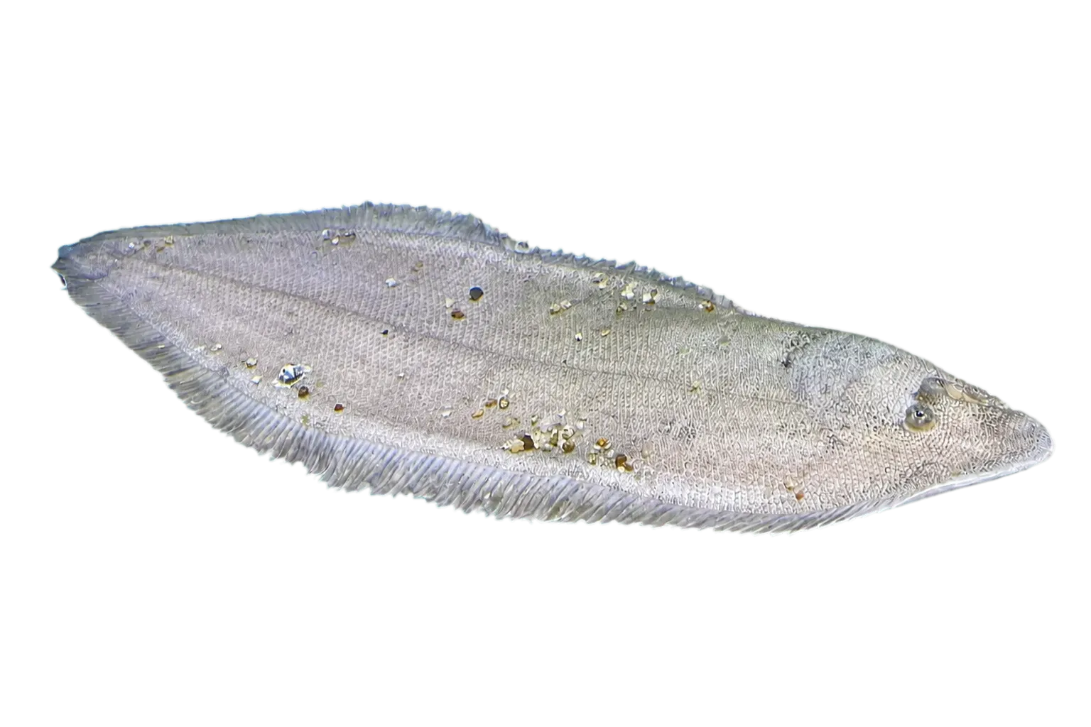 Three-lined tongue sole (Cynoglossus abbreviatus) specimen