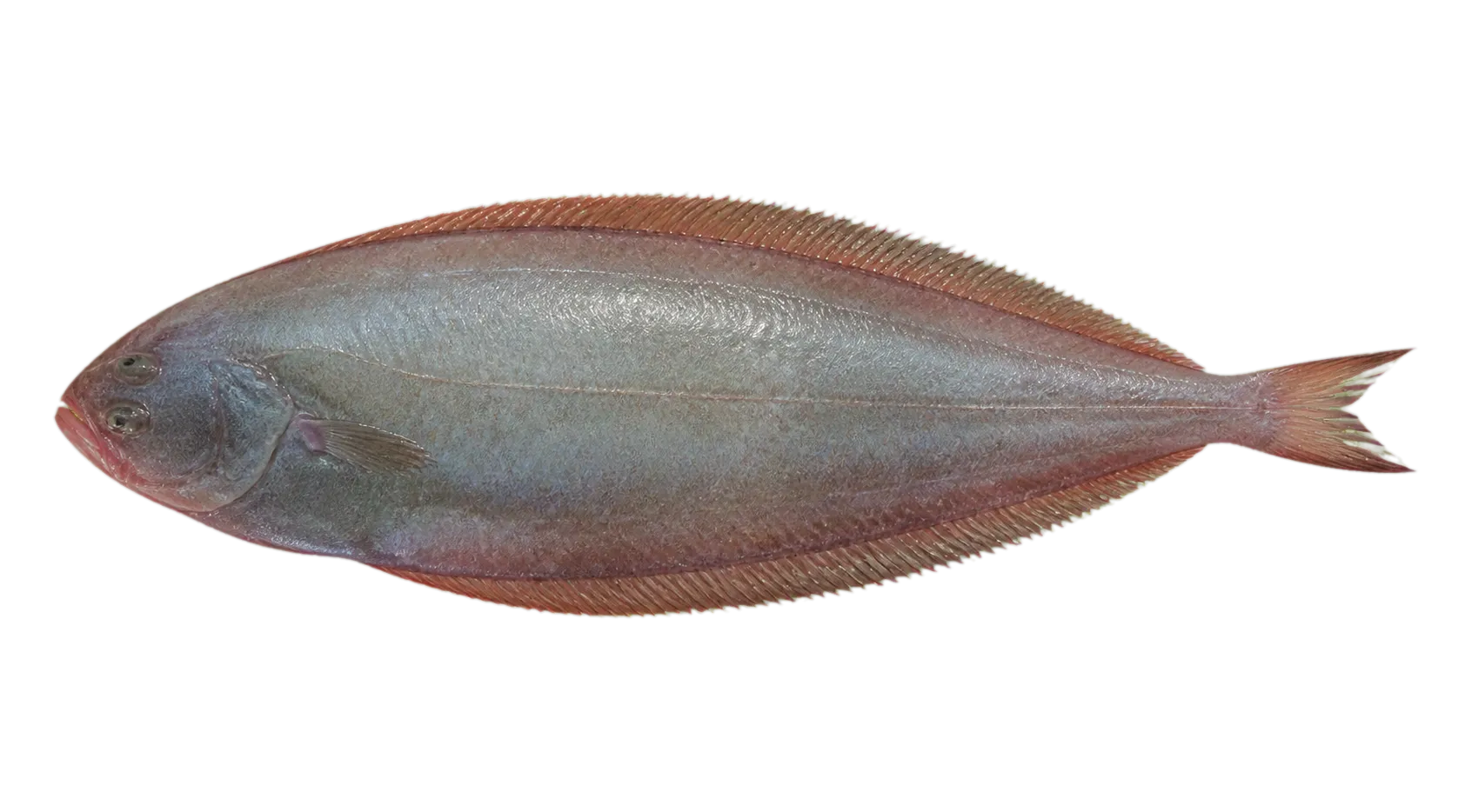 Narrow Tongue-sole (Cynoglossus gracilis) specimen
