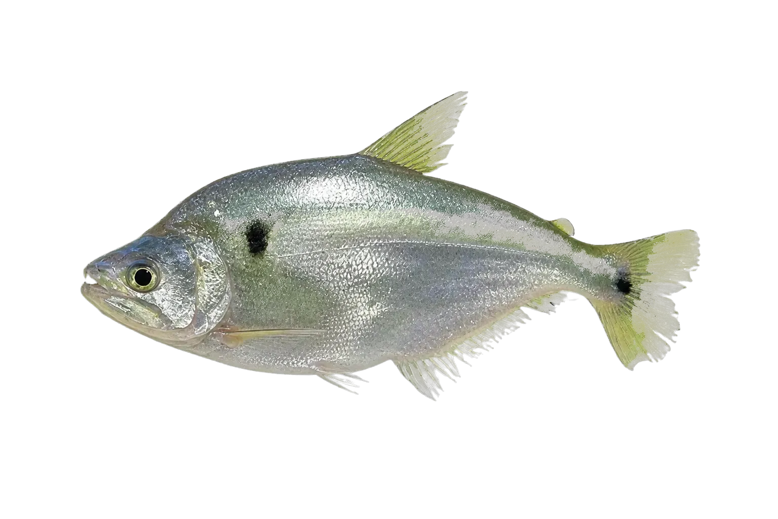 Cynopotamus bipunctatus (Cynopotamus bipunctatus) specimen