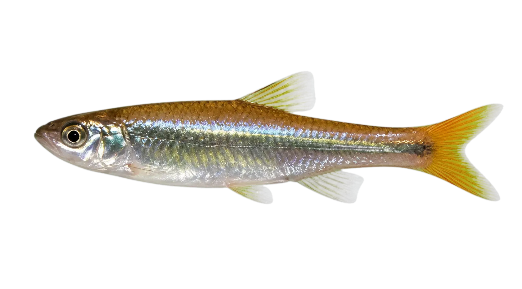 Bannerfin shiner (Cyprinella leedsi) specimen