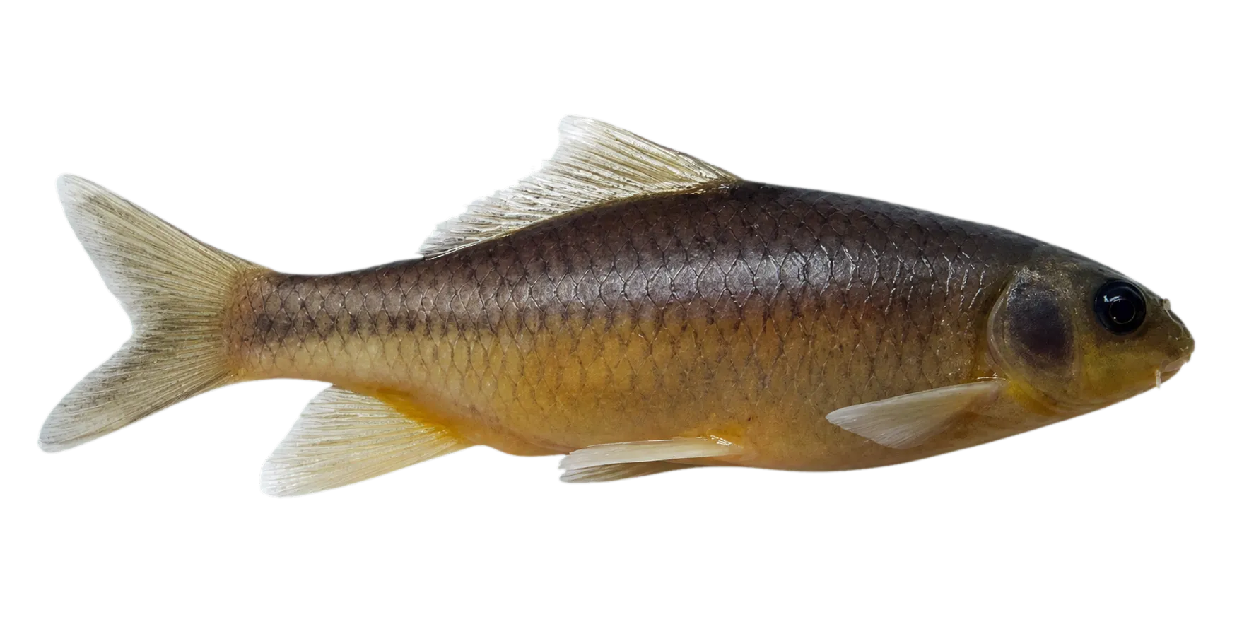 Cyprinion tenuiradius (Cyprinion tenuiradius) specimen