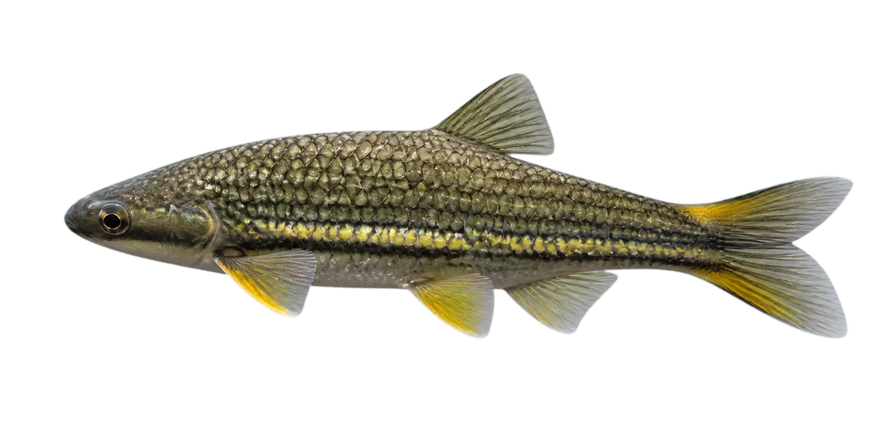 Mountain mullet (Dajaus monticola) specimen