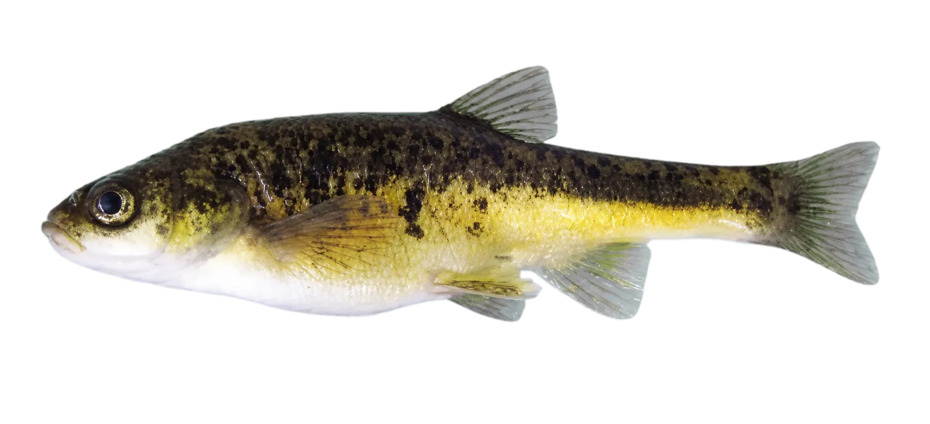 Krbava minnow (Delminichthys krbavensis) specimen