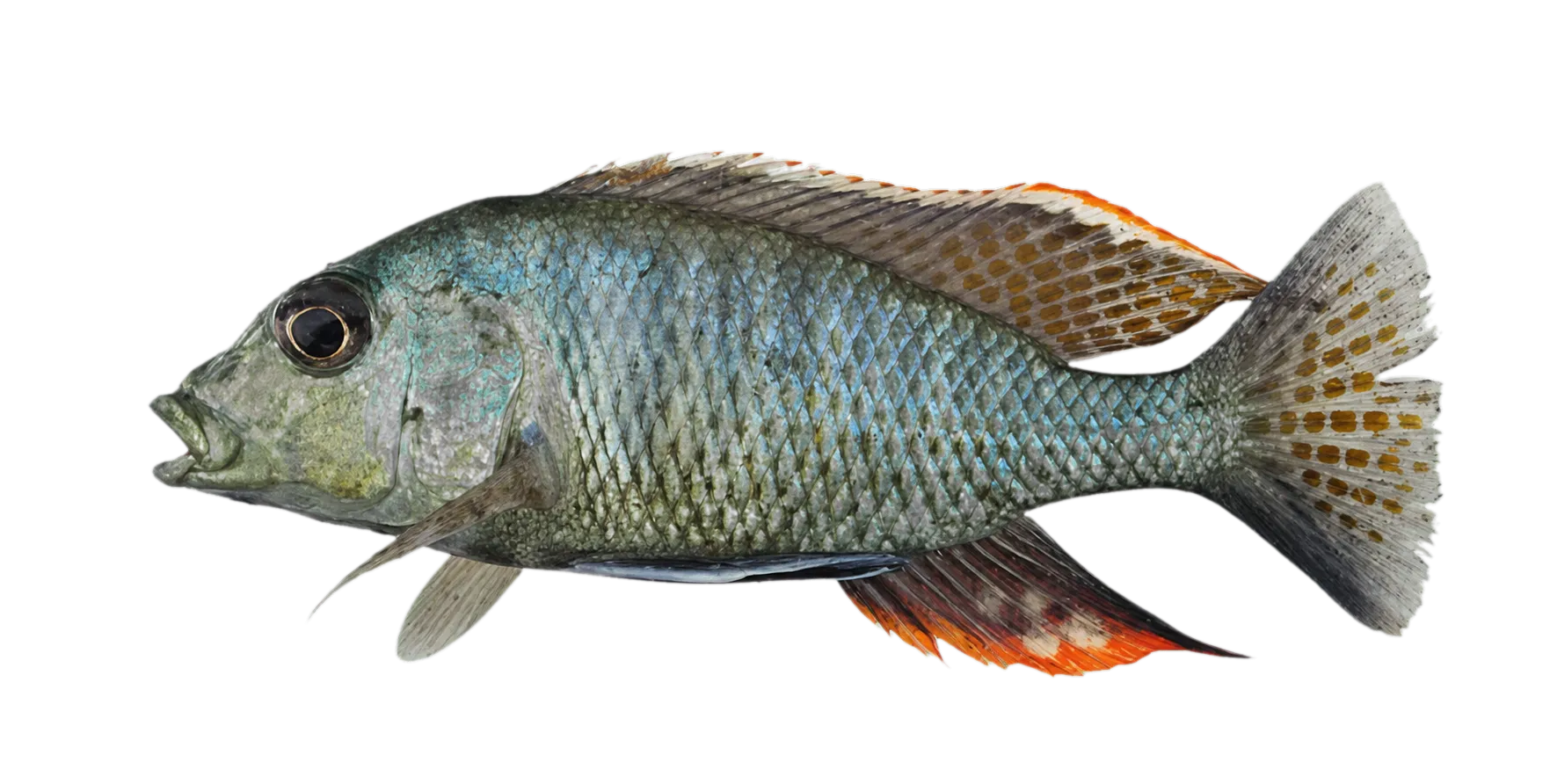 細條恐怖麗魚（Dimidiochromis strigatus）标本