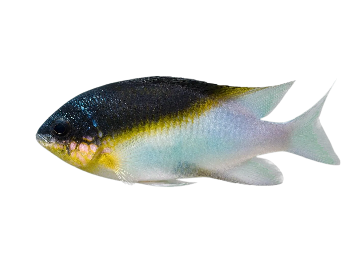 Black-vent damsel (Dischistodus melanotus) specimen
