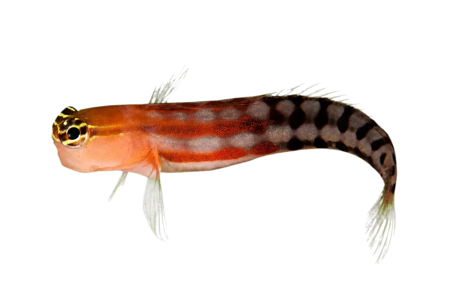 斐濟異齒䲁（Ecsenius fijiensis）标本