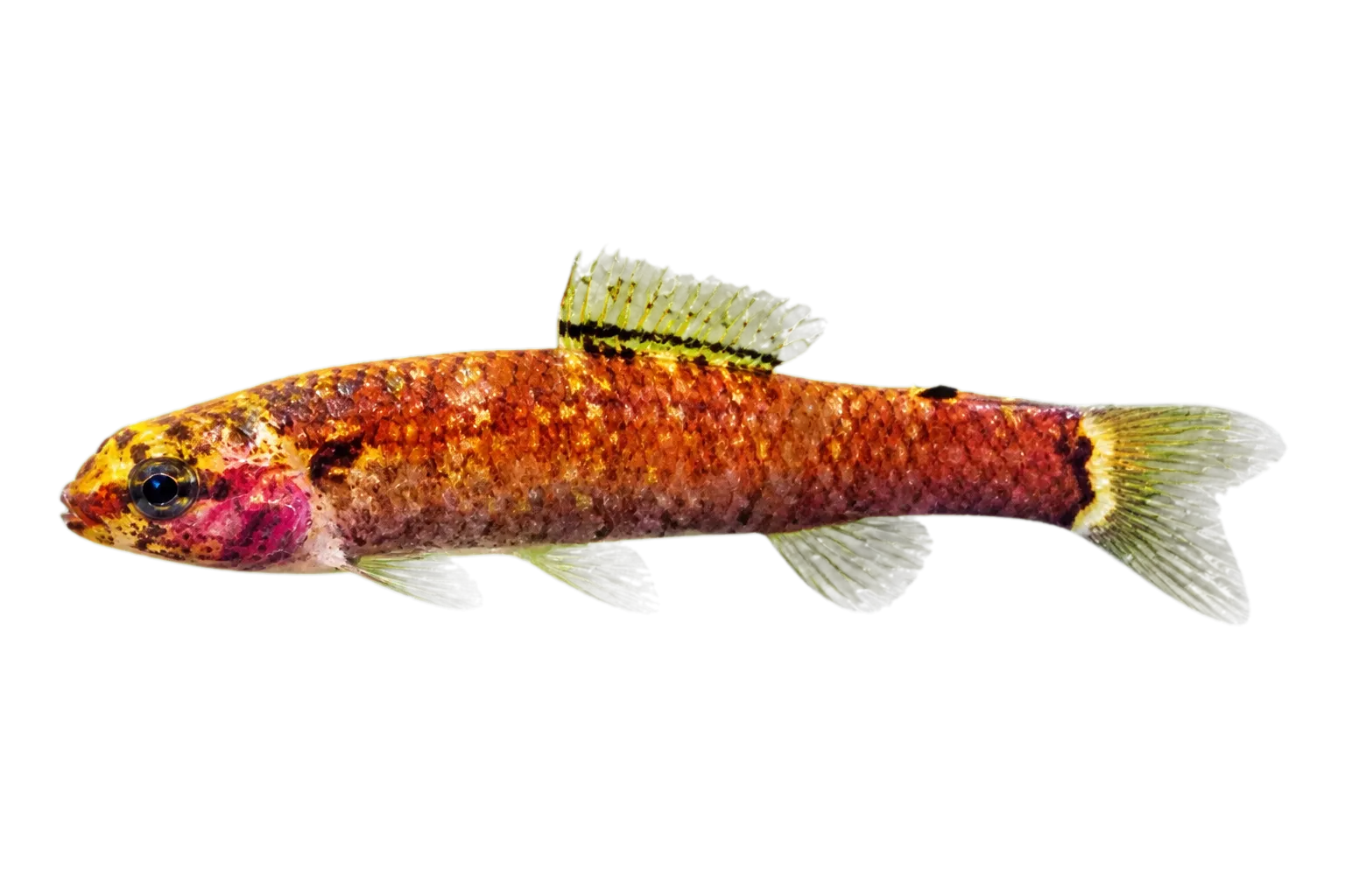 秀美鮭脂鯉（Elachocharax pulcher）标本