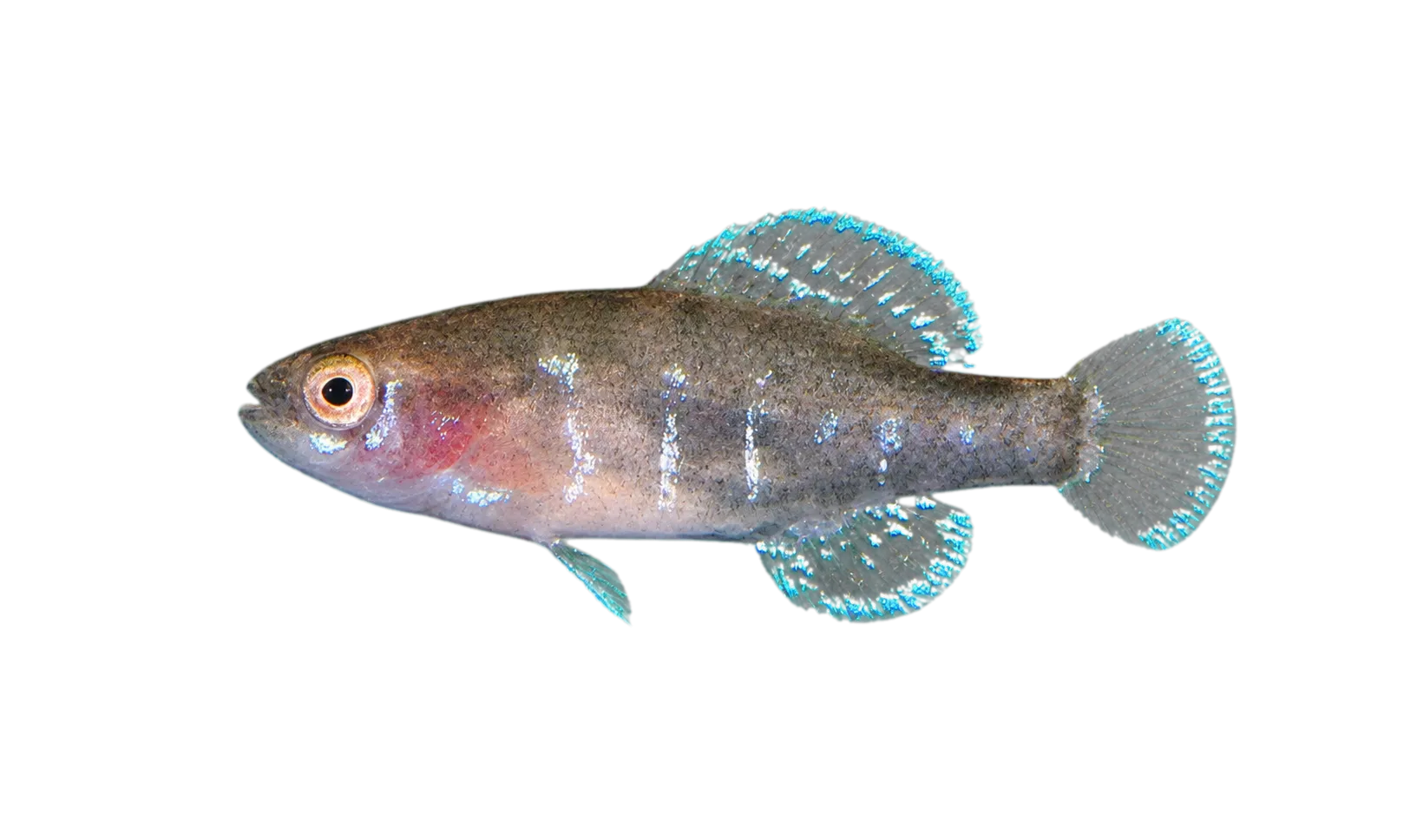 Okefenokee pygmy sunfish (Elassoma okefenokee) specimen