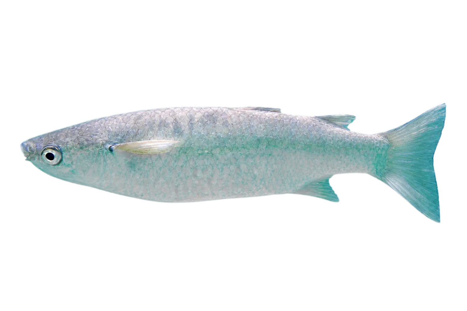 Squaretail mullet (Ellochelon vaigiensis) specimen