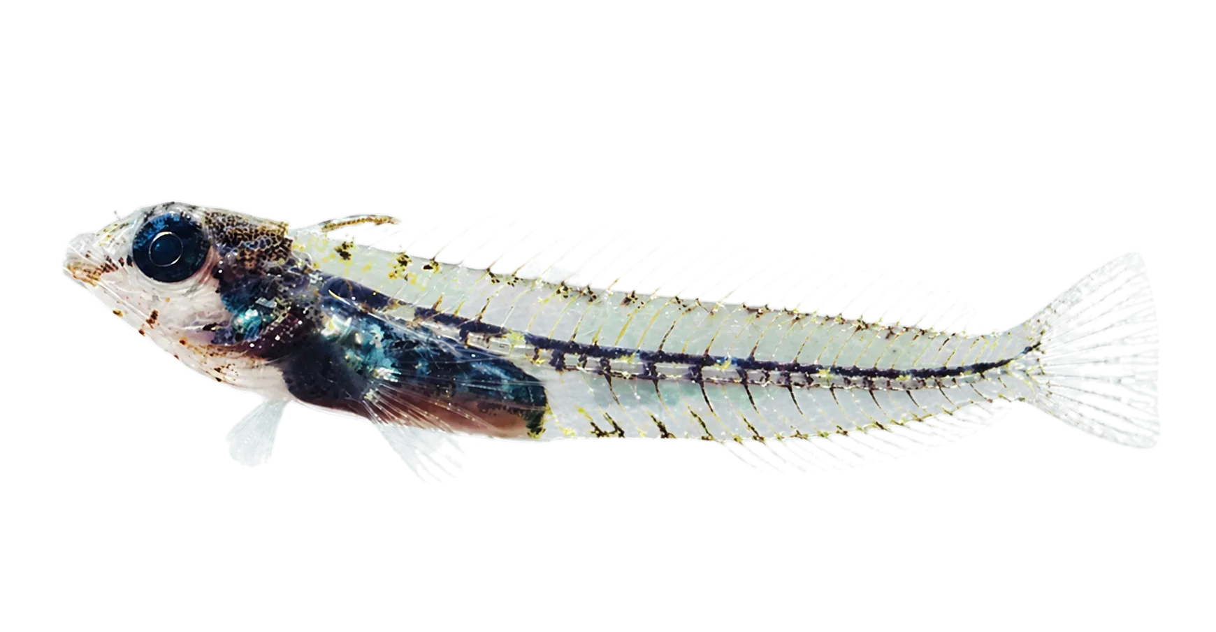 glass blenny (Emblemariopsis diaphana) specimen