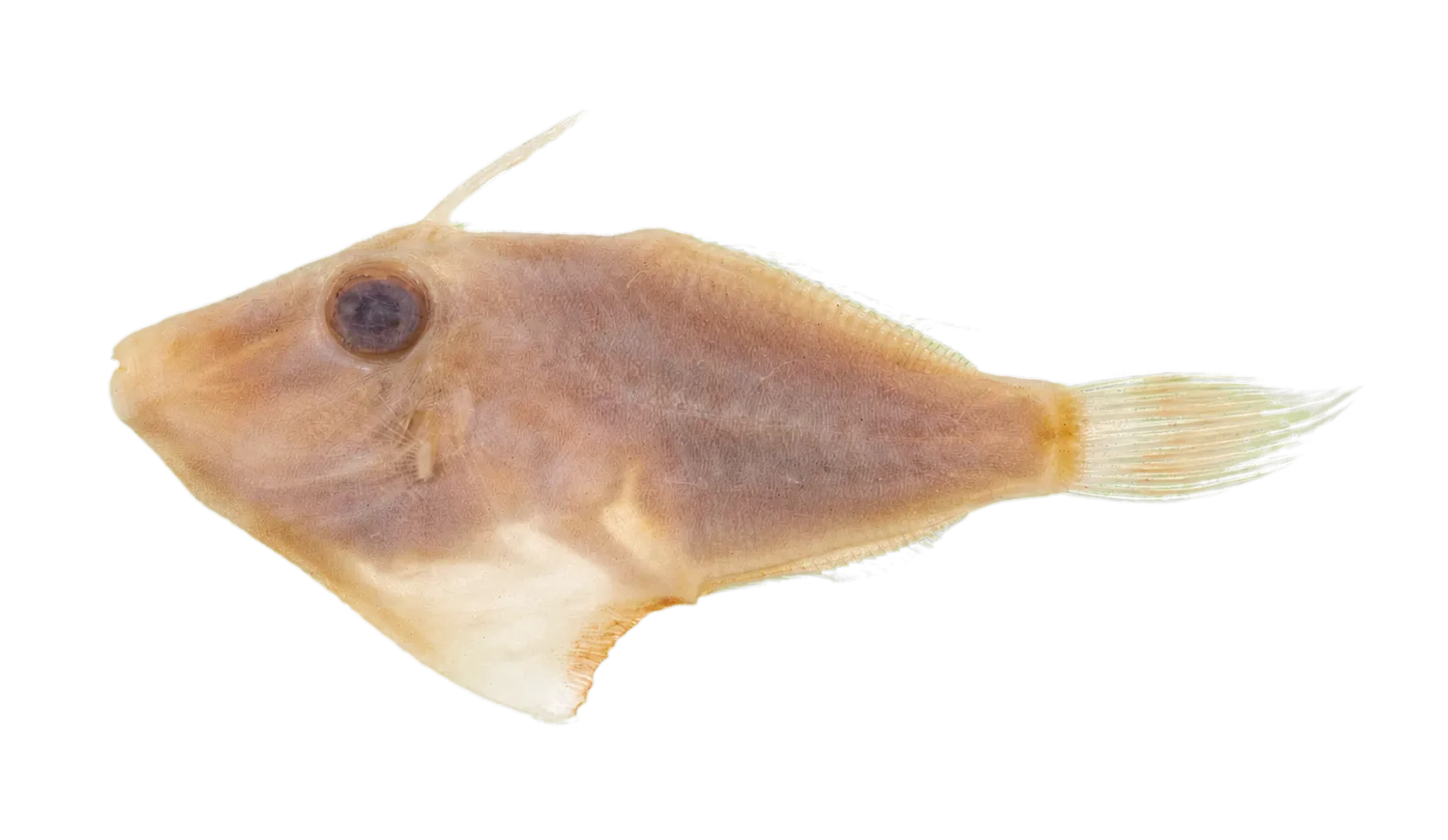 Black Reef Leatherjacket (Enigmacanthus filamentosus) specimen