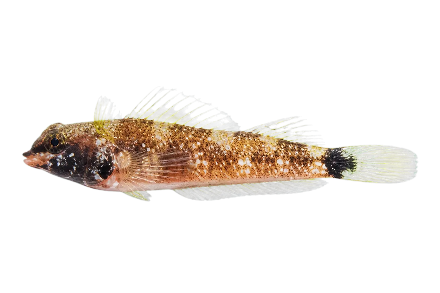 白點雙線䲁（Enneapterygius leucopunctatus）标本