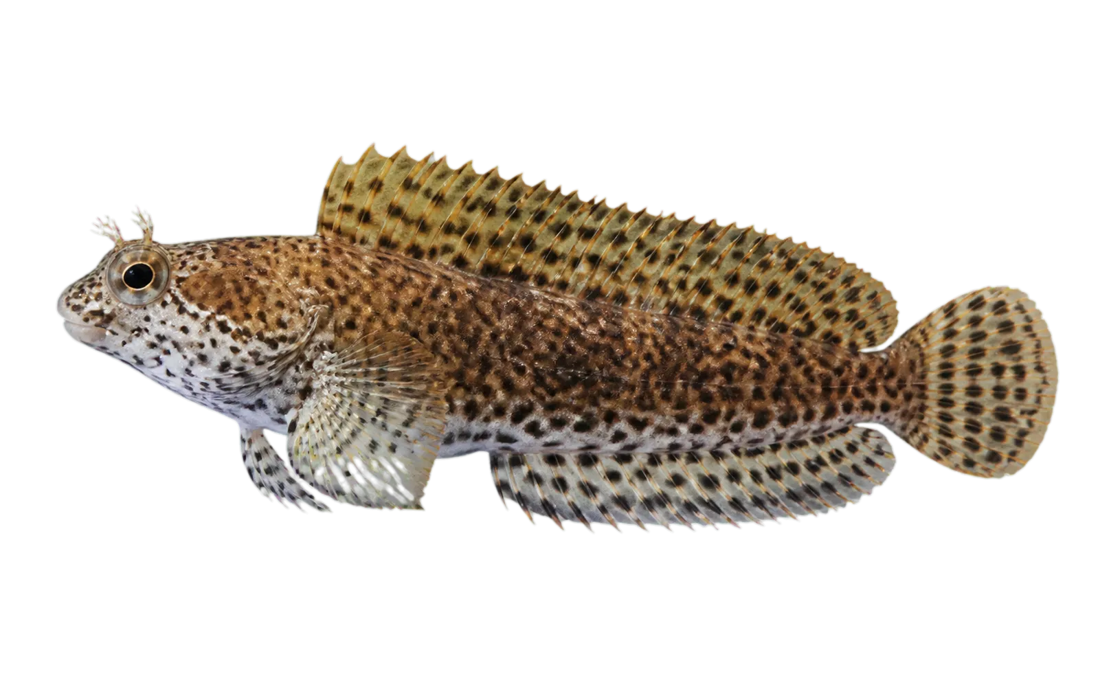 网纹颈须鳚（Entomacrodus decussatus）标本