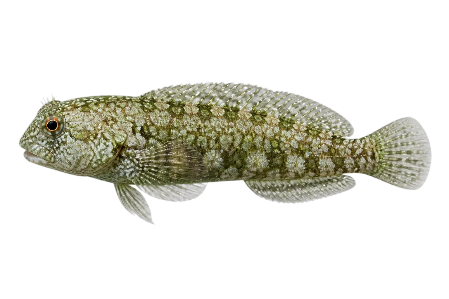 Rockskipper (Entomacrodus marmoratus) specimen