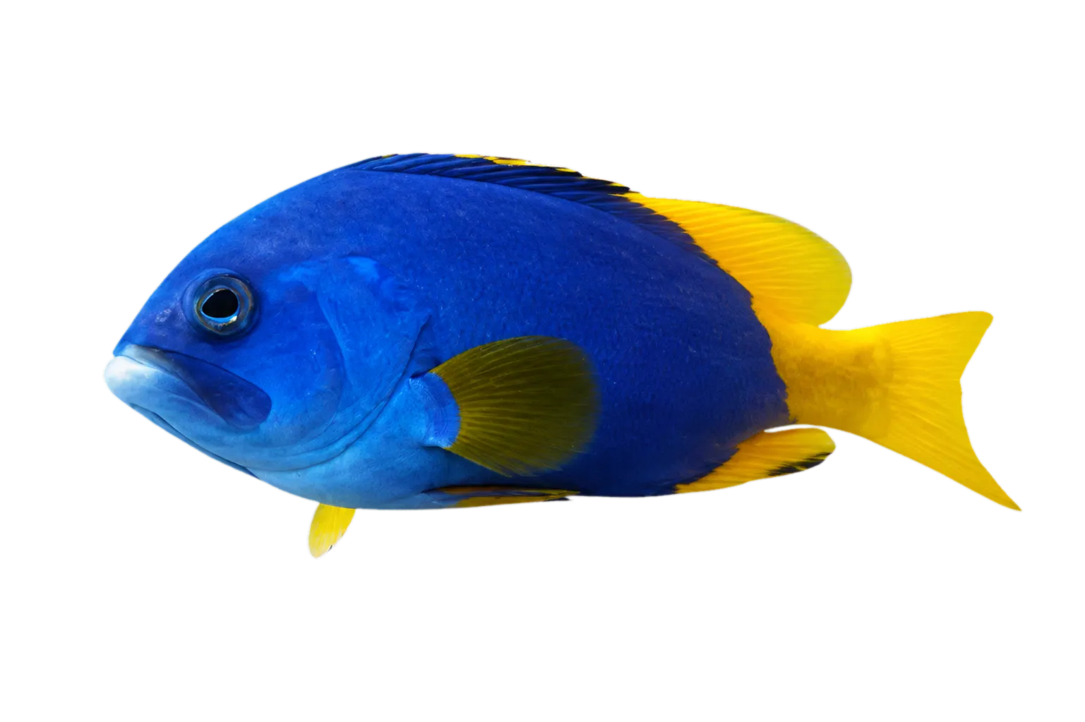 blue and yellow grouper (Epinephelus flavocaeruleus) specimen