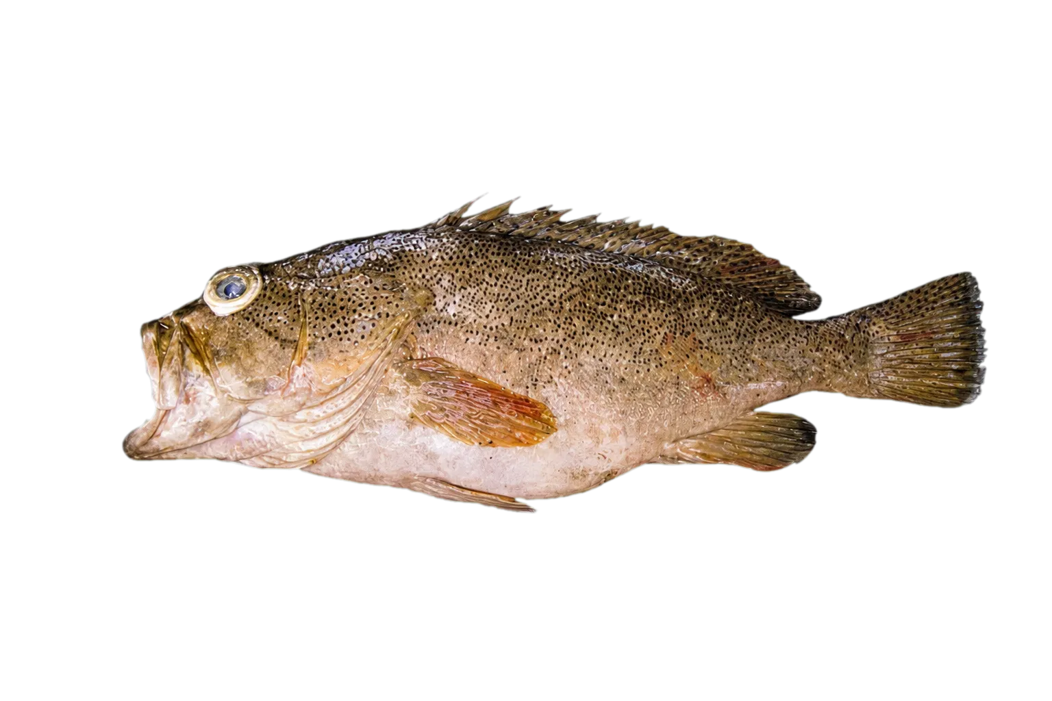speckled grouper (Epinephelus magniscuttis) specimen