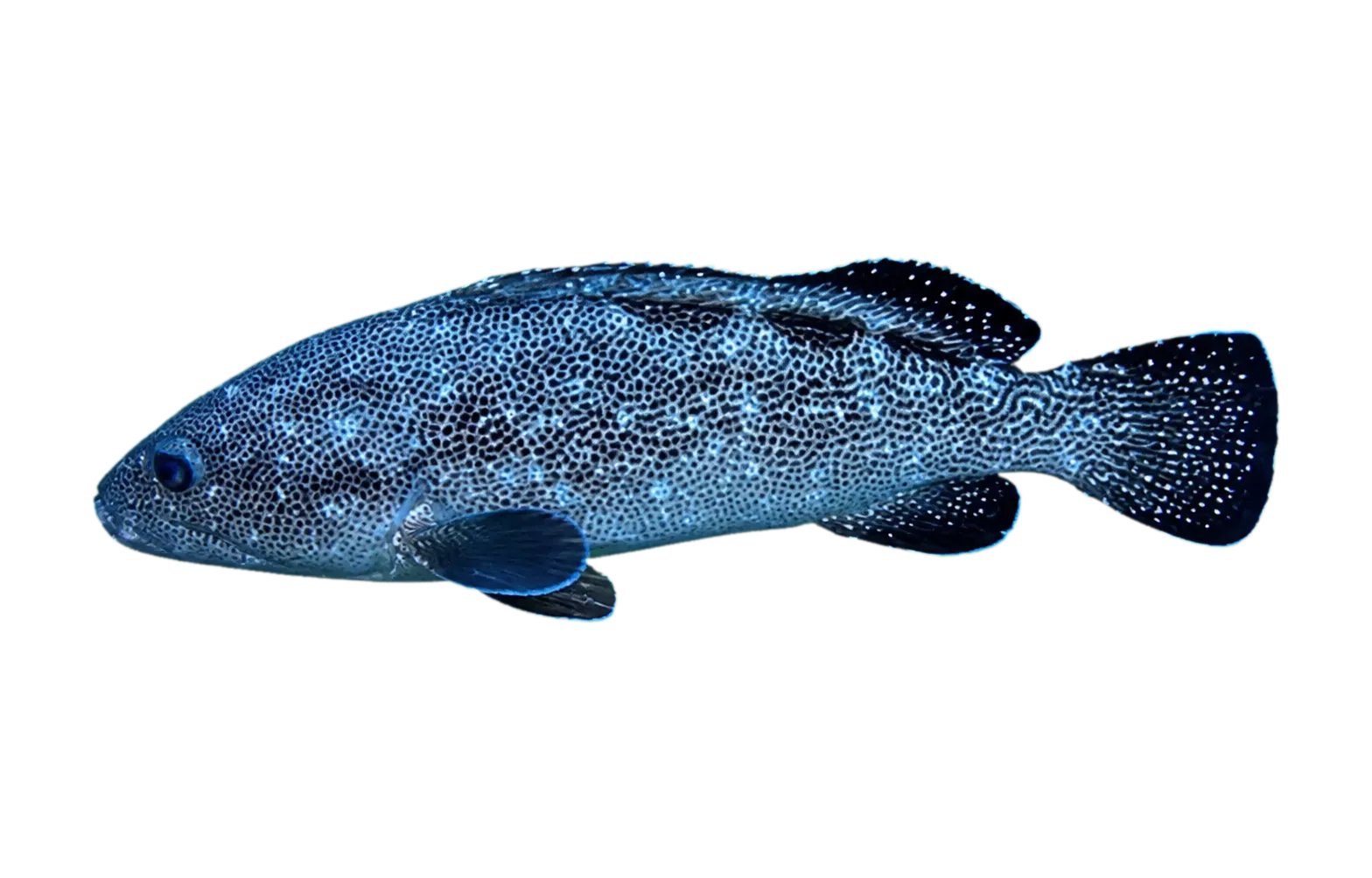 Surge grouper (Epinephelus socialis) specimen