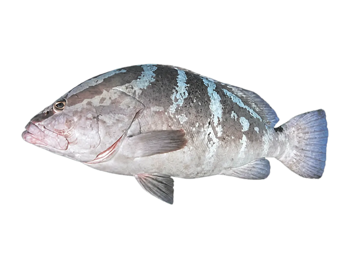 hamlet (Epinephelus striatus) specimen