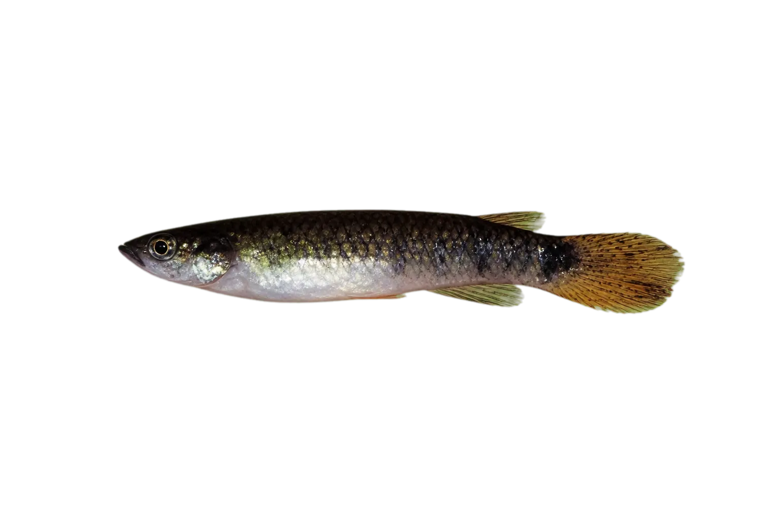 Toothed carp (Epiplatys chaperi) specimen