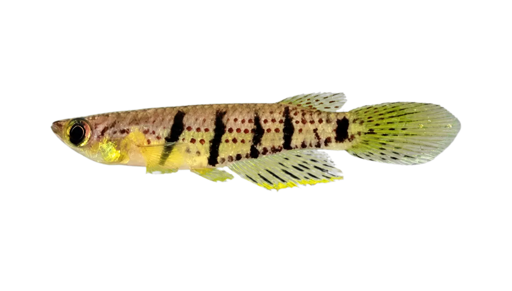graham's epiplatys (Epiplatys grahami) specimen
