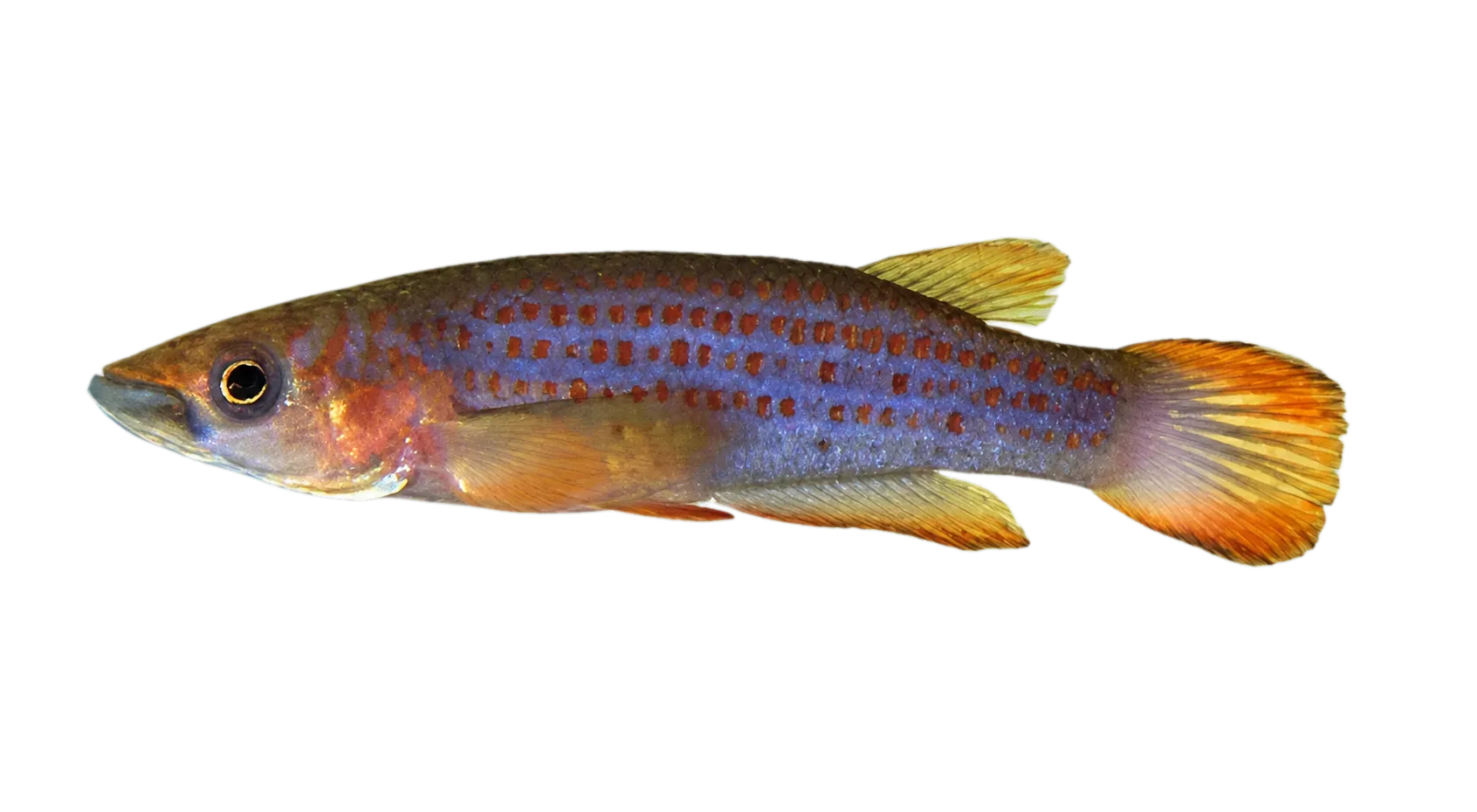 Redspotted panchax (Epiplatys lamottei) specimen