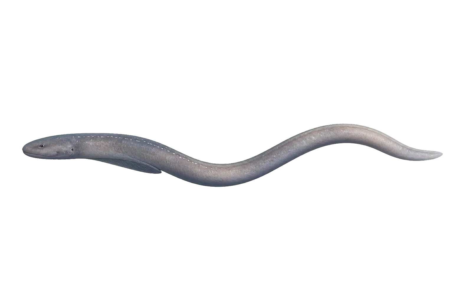 Giant hagfish (Eptatretus carlhubbsi) specimen