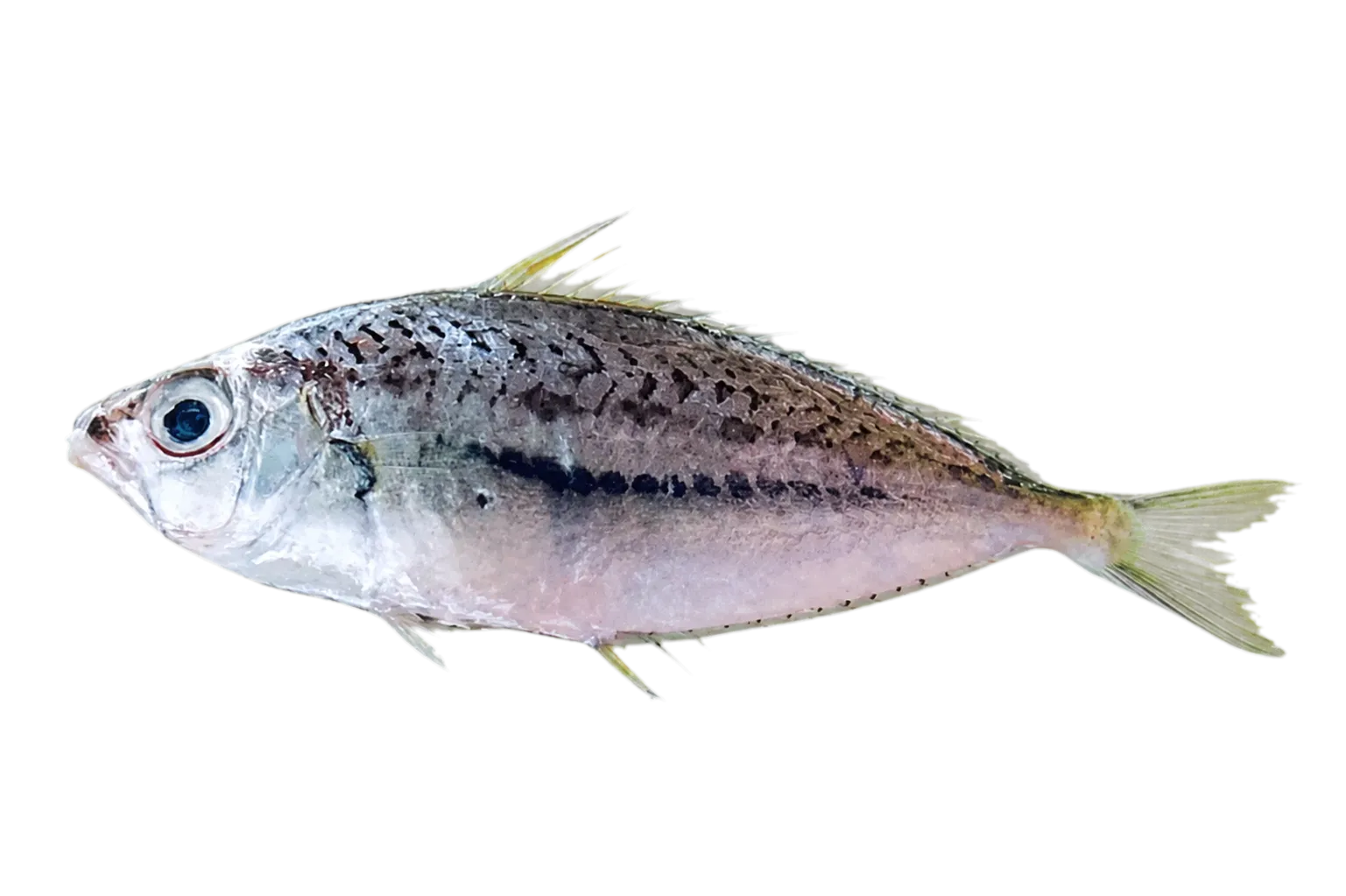 Elongate ponyfish (Equulites elongatus) specimen
