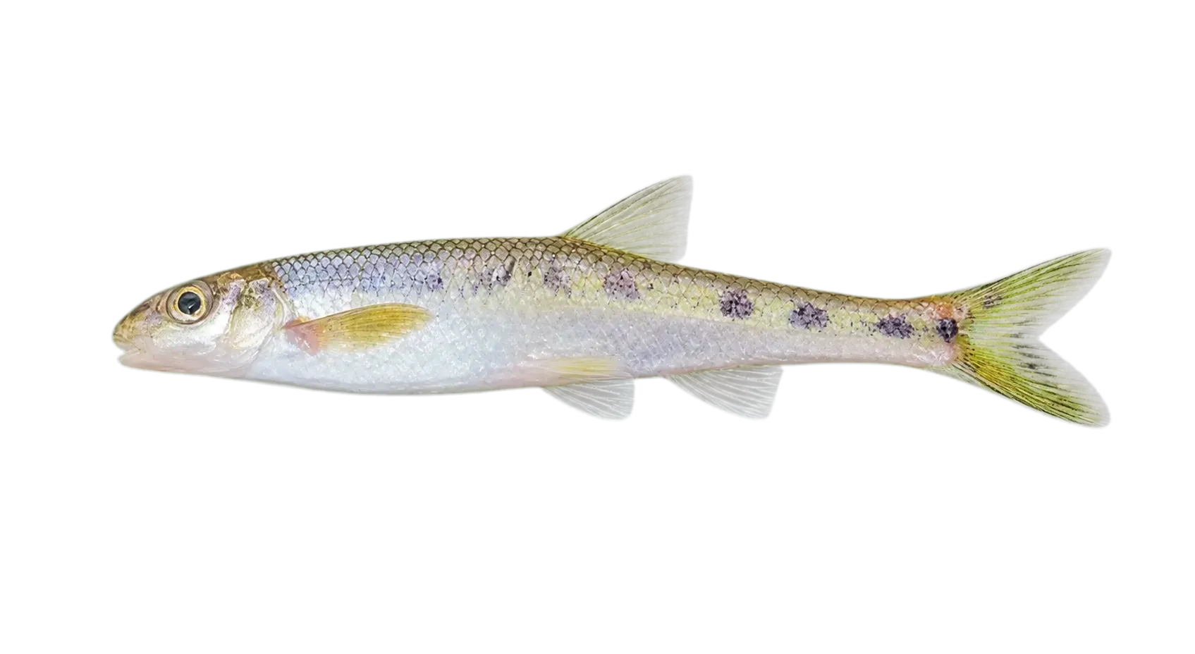 Streamline chub (Erimystax dissimilis) specimen