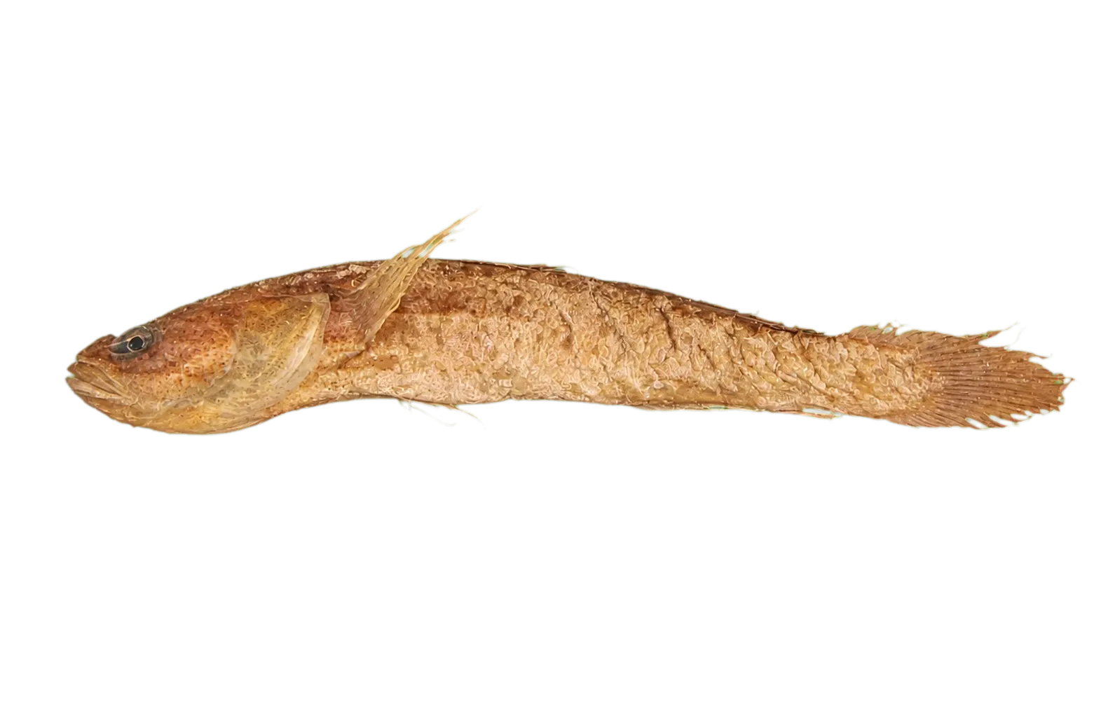 Erotelis shropshirei (Erotelis shropshirei) specimen